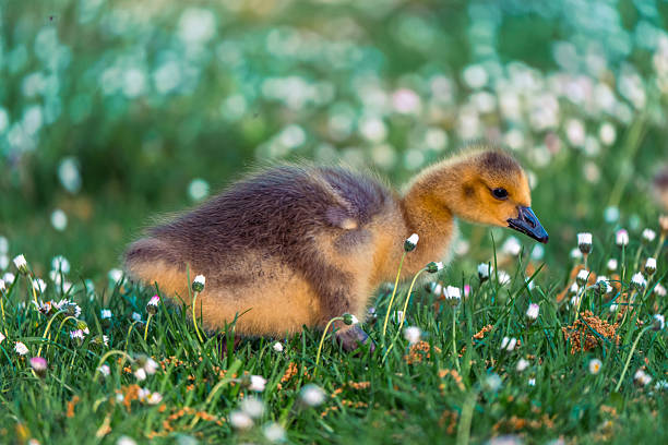 Baby canada goose walking through a field of small white daisies