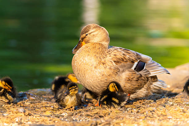 Mother duck resting with her small ducklings on a sunny bank near water