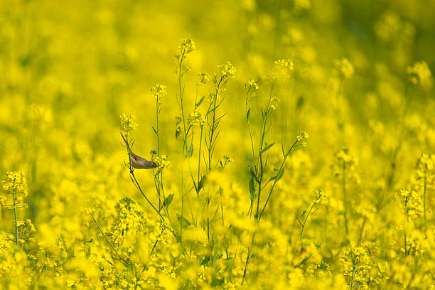 A delicate Plain Prinia perches elegantly on a bright yellow mustard flower, scanning the field for small insects.