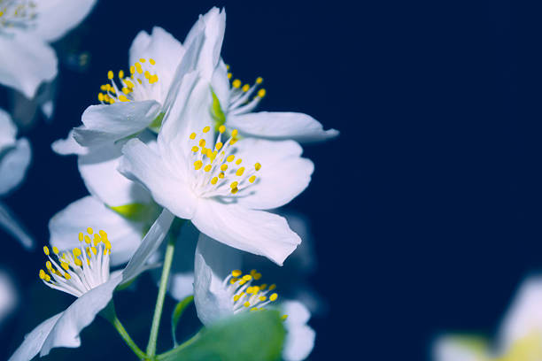 White jasmine. The branch delicate spring flowers. nature. Copy space. Plant on a blue background.