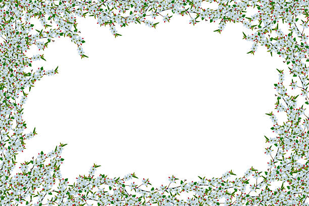 Spring natural frame of flowering fruit trees. Flowers isolated on white background. Space for text.