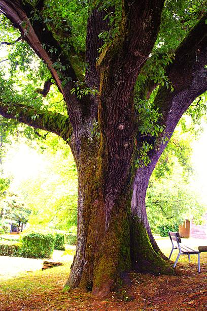 Large French tree, 450 years old.