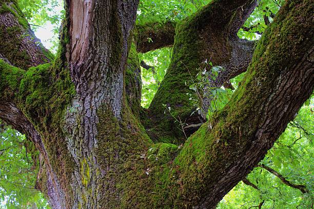 Large French tree, 450 years old.