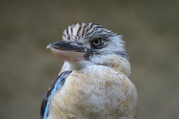 view on a blue-winged kingfisher in nature