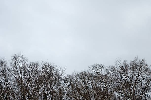 Minimalist winter landscape with bare tree silhouettes and vast cloudy sky for copy space