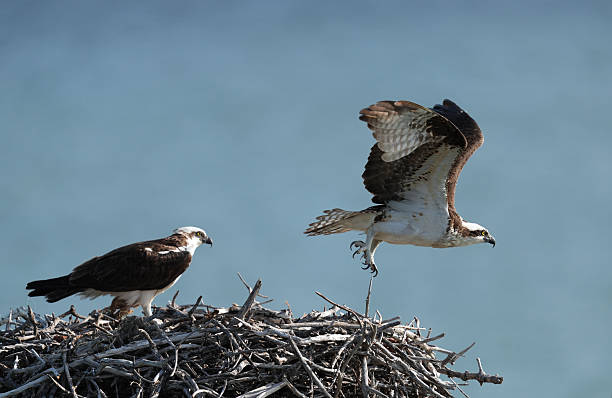 Wild Osprey Birds of Prey in a nest built above a mangrove forest in the Florida Keys.