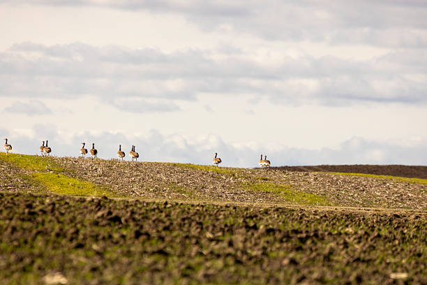 A flock of great bustards are walking across a field. The sky is cloudy and the birds are scattered across the field