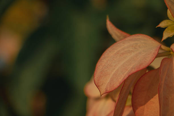 Soft peach Mussaenda bracts in warm golden light with smooth blurred background. Elegant tropical floral detail creating calm luxury spa and wellness atmosphere.