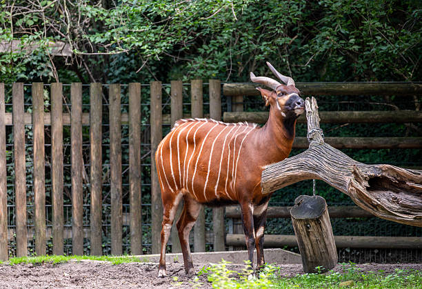 Bongo, an endangered forest antelope, stands in its habitat, showing its distinctive striped coat and curved horns. Conservation theme