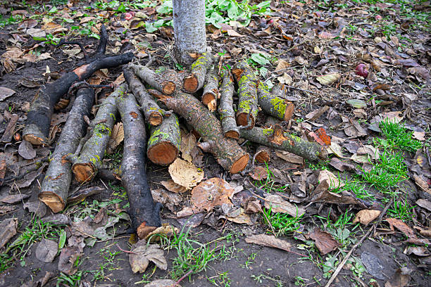 Sticks and branches are stacked on the ground near a tree in a yard. Fallen leaves cover the soil. The scene shows an autumn day with greenery around.