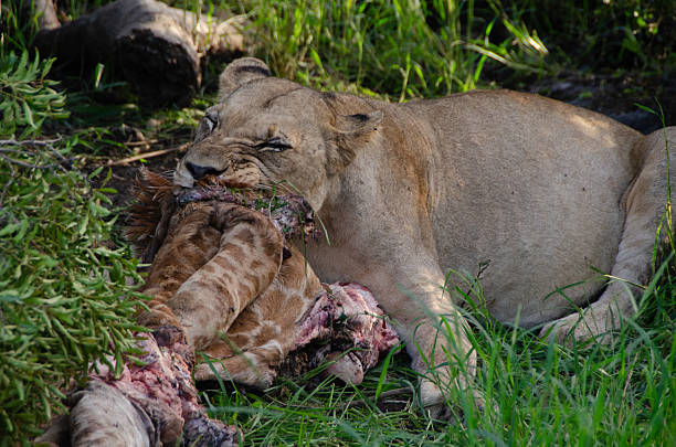 Lion eating a baby giraffe in the grass