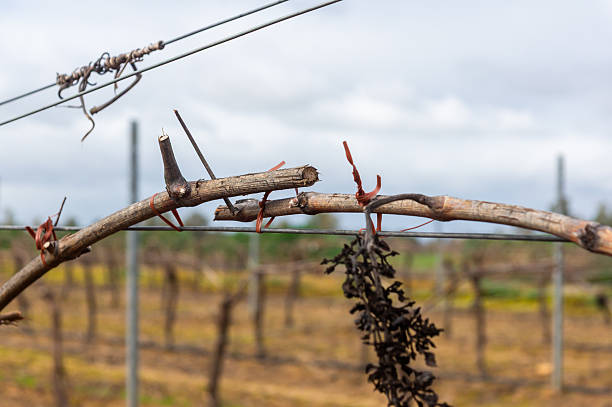 Pieces of Barbed wire are twisted and looped together at the junction of a green colored, metal post.  One piece is attached to the post, and the other continues across to another post.  This fence keeps livestock in a pasture in Alberta, Canada.