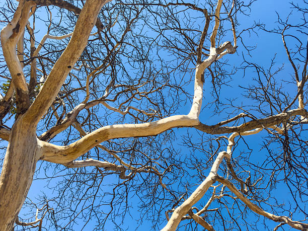 Bare, burnt tree with tangled branches silhouette against blue sky backround, low angle view. Sunny day