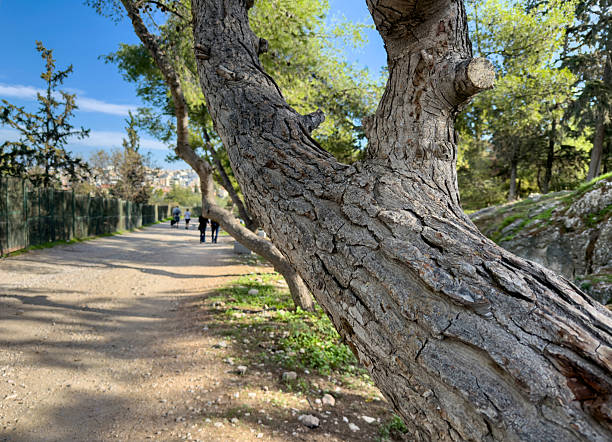 Leaning tree trunk over a park trail in Athens old town near Acropolis, Greece. Walkers in the distance, rocky slope and spring greenery