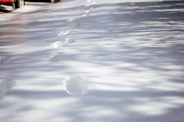 Footprints making a path across fresh snow under tree shadows