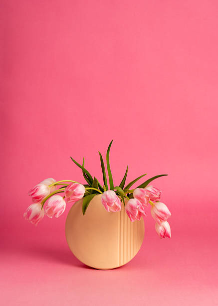 Delicate pink tulips in round vase over pastel pink background. Clean composition with copy space. Simple, modern, elegant floral concept.