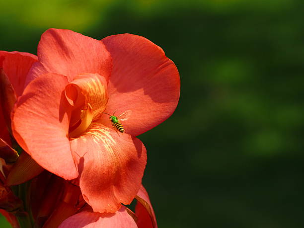 Pink canna lily flower on a dark green background