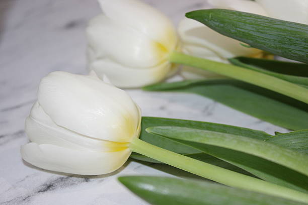 White tulips on a table, high angle view.