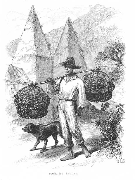 A male street vender sells chickens in Rio de Janeiro, Brazil, South America. Engraving published 1879. Original edition is in my own archives. Copyright has expired and is in Public Domain.