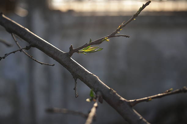 Small tree re-growing with sunshine in garden. eco concept. Close up of peach blossom bud in natural sunlight. Apricot buds in the spring, the fruit tree is preparing to bloom. Seedlings, newborn leaf variations.