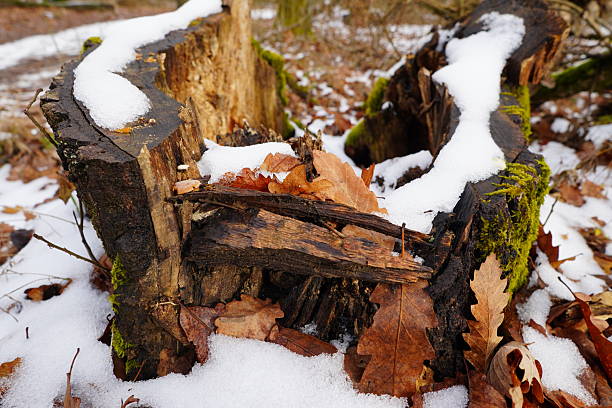 A fallen tree stump is covered with snow and dry leaves. The ground is damp and a few other leaves lie around. It is midday in a forest during winter.