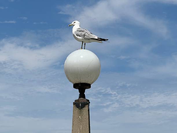 Stately seagull  standing on top of light pole in Door county Wisconsin on the shore of Lake MIchigan