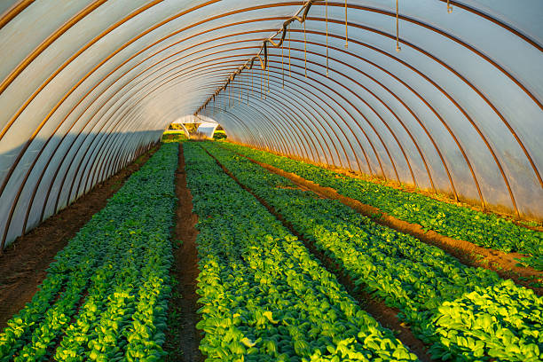 istock Bok choy growing in greenhouse tunnel 2262359587
