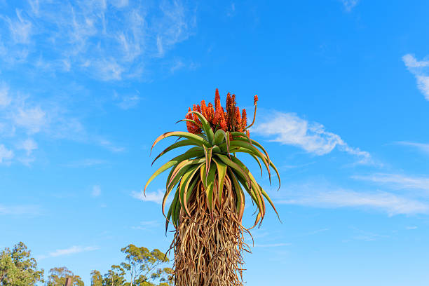 A branch of New Zealand flax flowers in the setting evening sun in Albany, Auckland