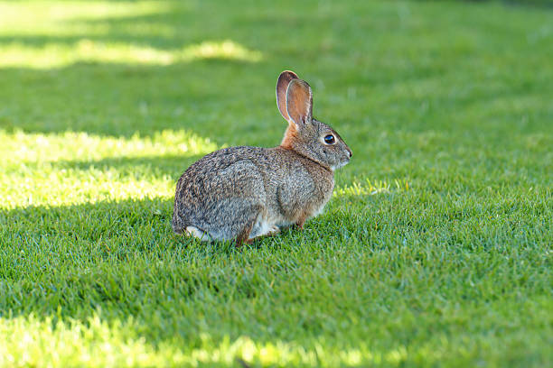 A desert cottontail in evening light on a grassy lawn.