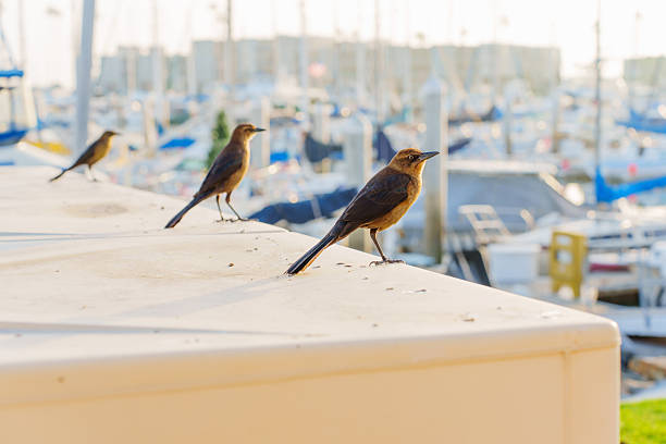 A female brown-headed cowbird peers out from a wooden feeder, its curious gaze catching attention.