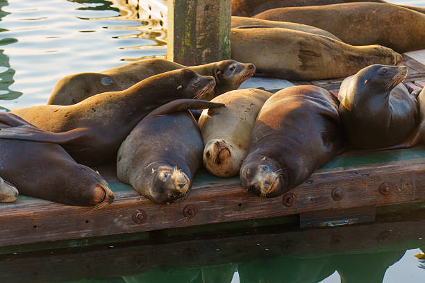 Sea lions lounge on wooden platforms at Pier 39, enjoying the sunny weather.