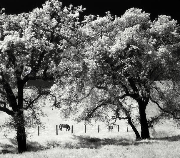 A black and white infrared image of a horse grazing under a coastal live oak in the Santa Ynez Valley in California's Santa Barbara County