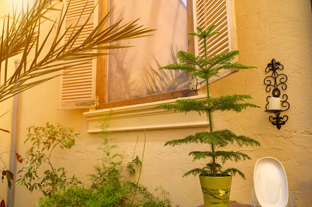Lush Aspidistra leaves and Phoenix palm fronds framing an antique mirror on a wall. Concept of complex botanical landscaping, Mediterranean vacation atmosphere, and luxury garden decor