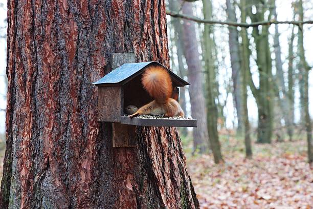 A red squirrel feeds from a wooden bird feeder attached to a tree trunk.