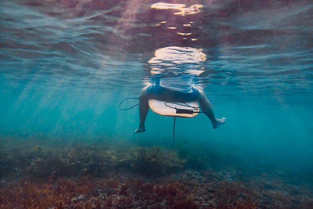 istock Serene Aquatic Environment Where Surfer Halts Amid Colorful Sea Life Sunlight 2262364632
