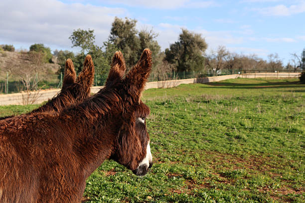 A close-up view of two brown donkeys with long ears facing right in a sunlit green field with scattered trees and a stone wall