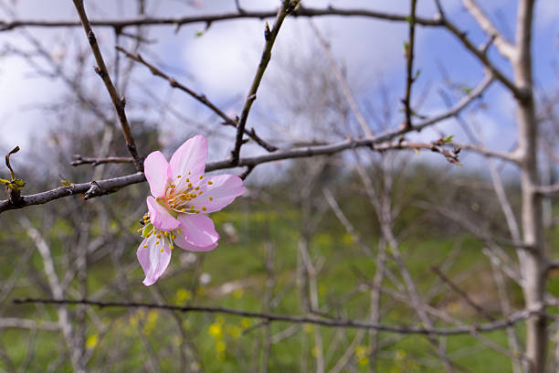 A single cluster of pale pink almond flowers with yellow stamens blooms on a thin branch, signaling the arrival of spring