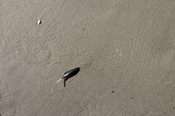 Dark feather resting on textured sand with scattered pebbles and shells, capturing a minimal and natural coastal scene.