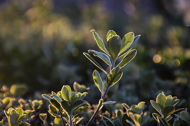 Beautiful leaves soaked in golden light close up