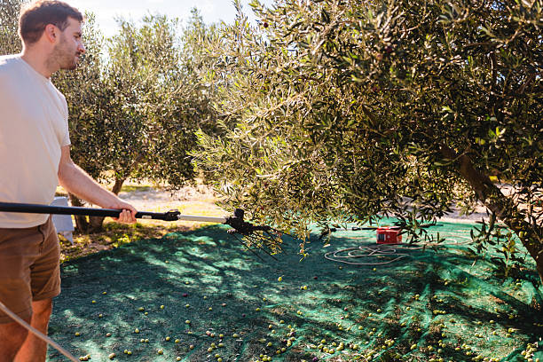 Adult Caucasian man using pruning tool while harvesting olives in sunny Mediterranean orchard expressing focus and dedication in sustainable agriculture capturing rural lifestyle and seasonal farm work in natural outdoor setting among olive trees