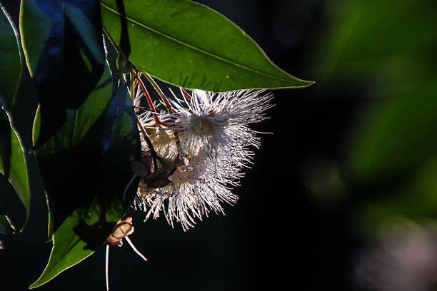 Beautiful white eucalyptus flower close up