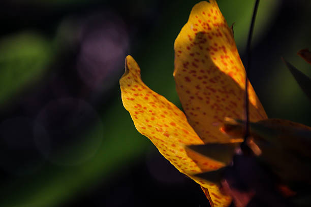 Beautiful yellow Canna lily flowers close up