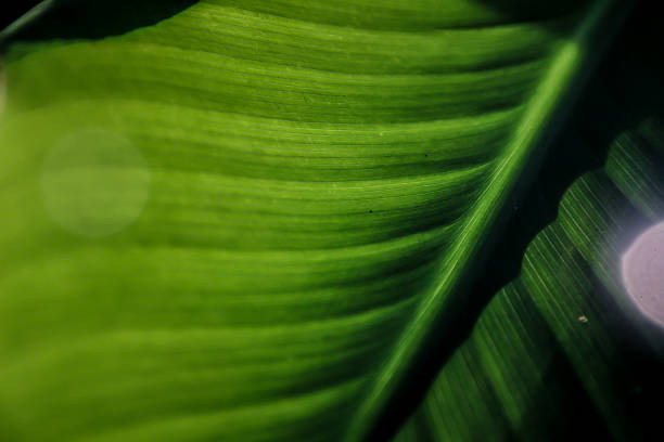 Beautiful yellow Canna lily leaves close up