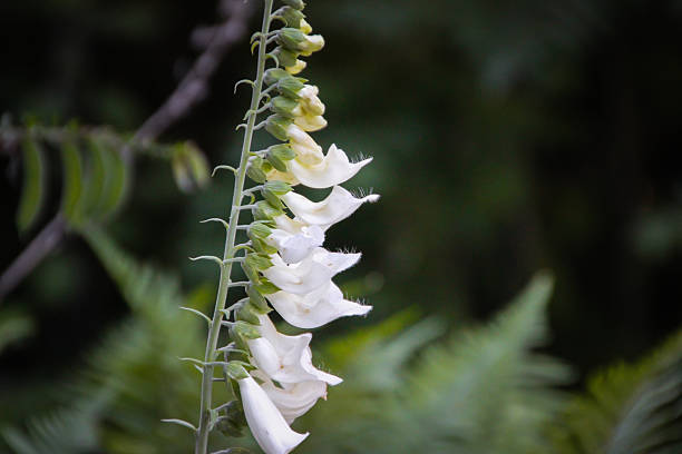 Beautiful Foxglove Digitalis pupurea flowers close up