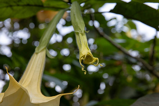 Brugmansia suaveolens -- angel's trumpet