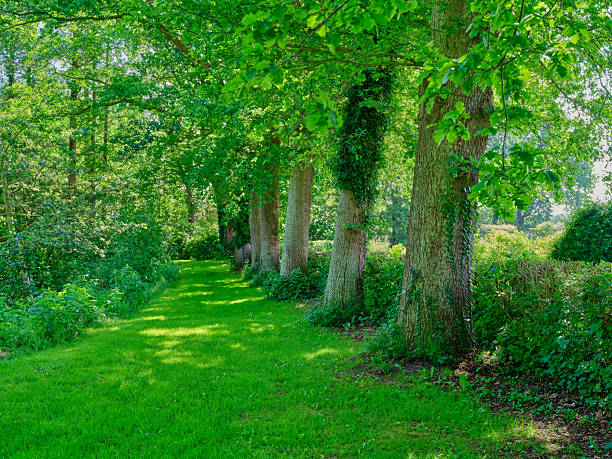 Sunlight filters through a canopy of broadleaf trees along a manicured lawn, creating a serene, inviting garden scene. Trunks rise beside a hedgerow, with ivy clinging to bark and vivid green leaves. Perfect for nature, outdoor, and countryside themes with a Nordic, Danish feel.