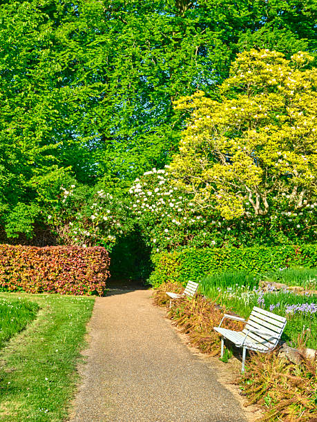 A tranquil garden scene in Denmark features a gravel path winding between vibrant green trees, blooming shrubs, and white-painted benches. Sunlight filters through the foliage, creating a serene atmosphere perfect for outdoor relaxation, strolls, and nature appreciation. Latin plant notes include Prunus laurocerasus hedges and Rhododendron flowering displays, highlighting a classic European park setting.