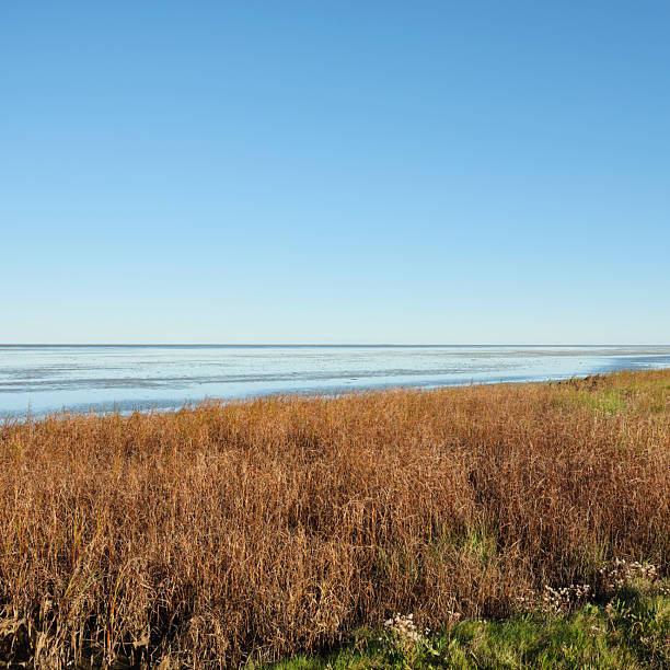 A wide, tranquil coastal scene featuring golden brown marsh grasses in the foreground, a calm water horizon, and a clear blue sky. The image evokes serenity, openness, and natural coastal beauty, ideal for themes of landscape, nature, and countryside environments, with Denmark as a contextual keyword.