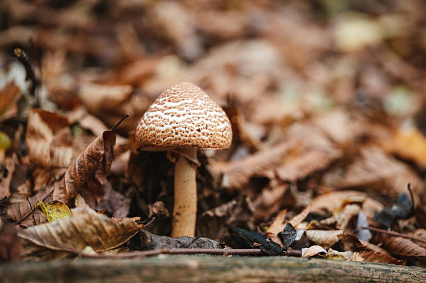 Parasol mushroom in the nature. Foraging