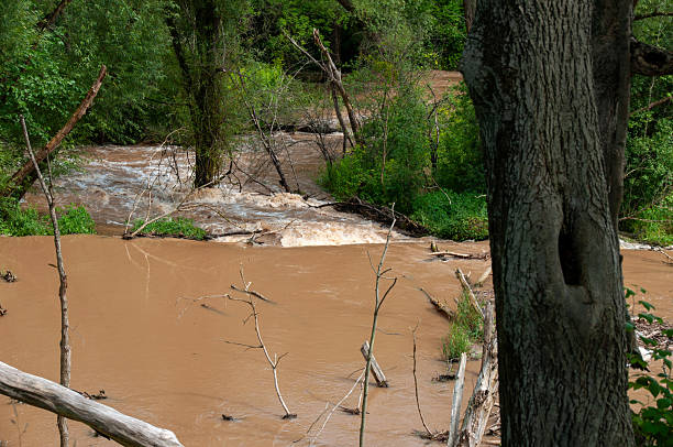 Muddy brown river water flows through a flooded forest wetland with debris and lush green vegetation along the banks after heavy rains.
